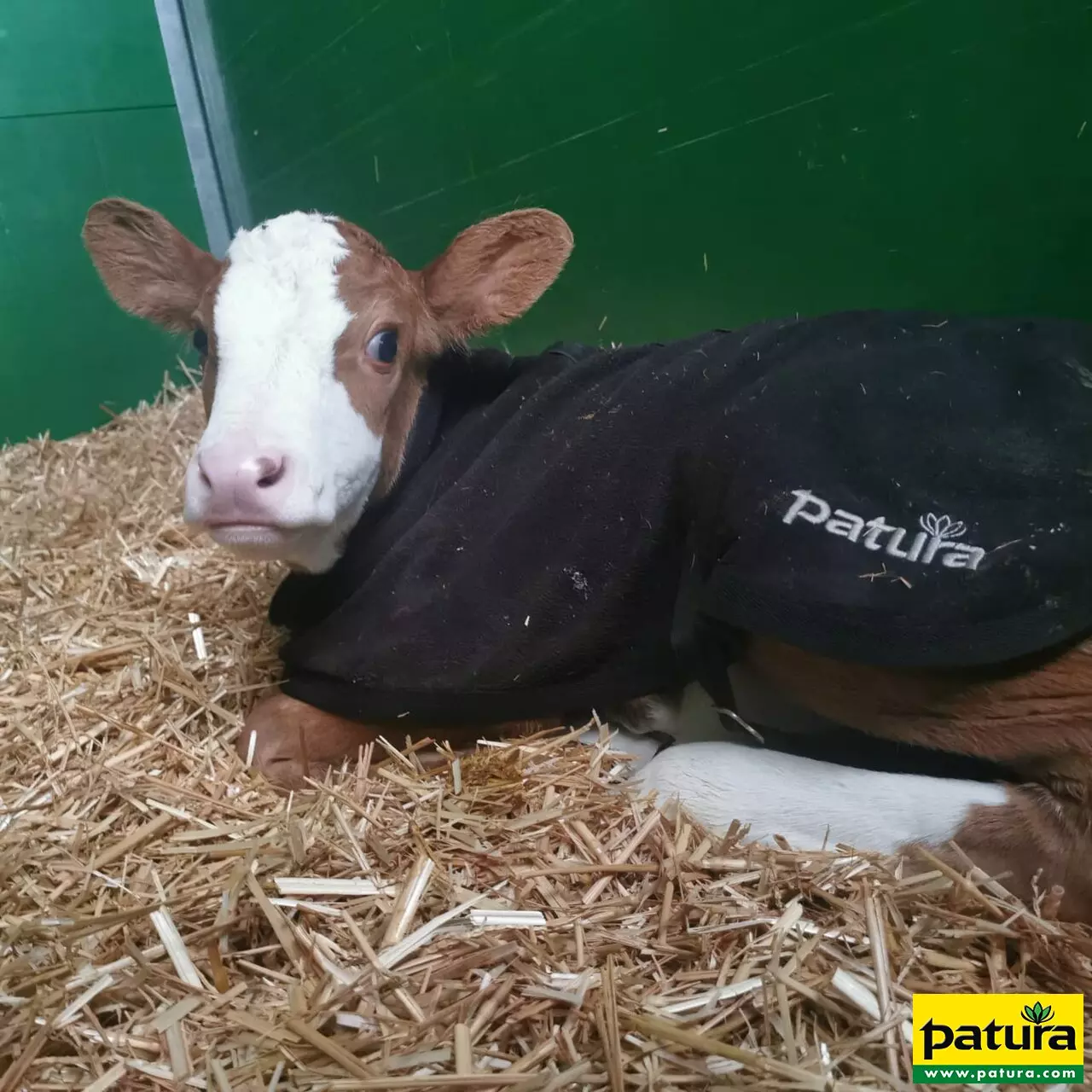 PATURA Kälberdecke Fleece Größ e L Rückenlänge 75 cm