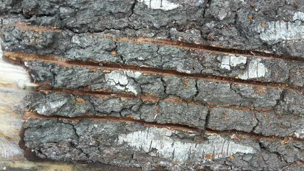 EDER Borkenfräse EBF-A56 Borkenkäferfräse mit Antriebsmotor